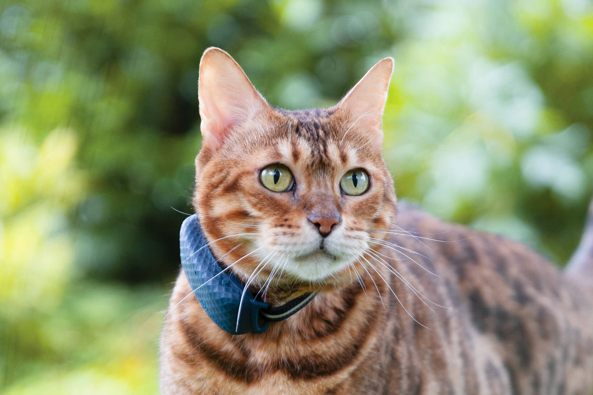 Tractive GPS Tracker for Cats and Dogs