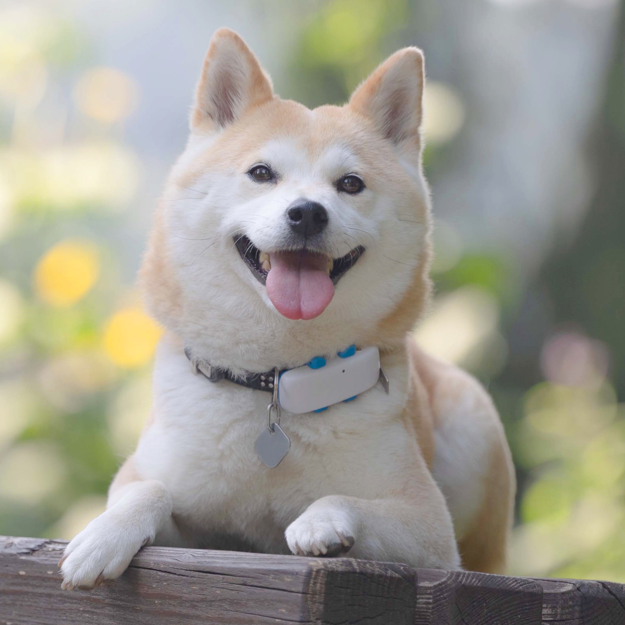 A Shiba dog with 澳洲幸运10 GPS Tracker
