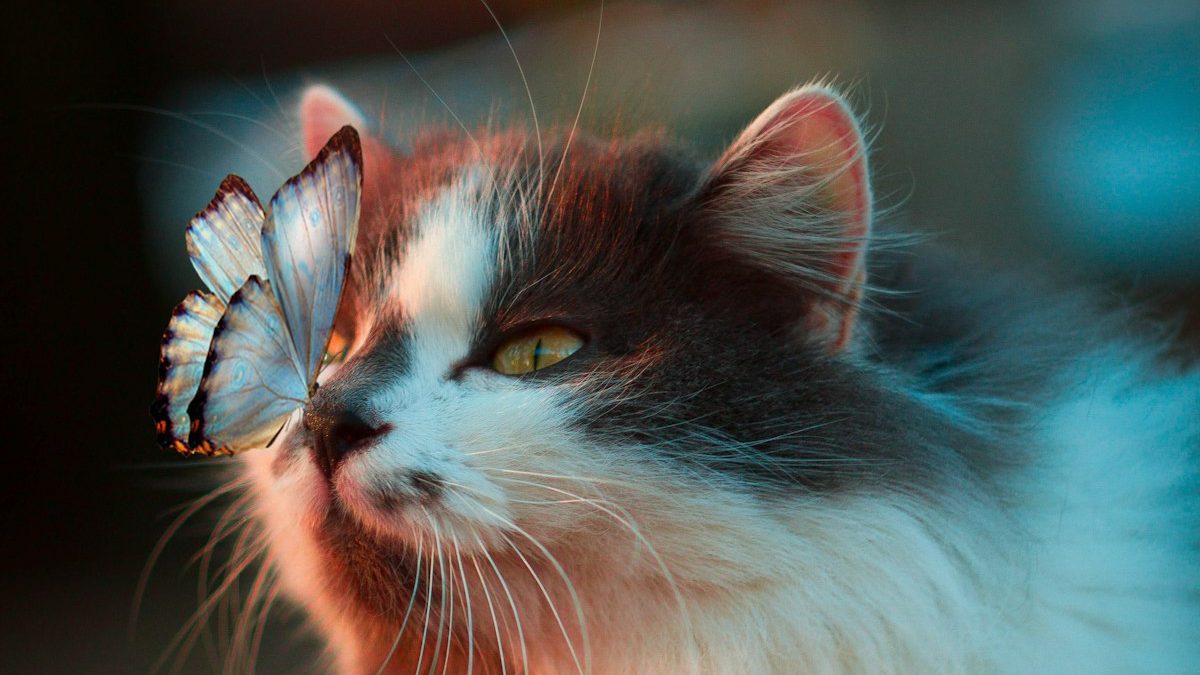 Best GPS Trackers for Cats (2026): Expert Reviews & Buyer's Guide