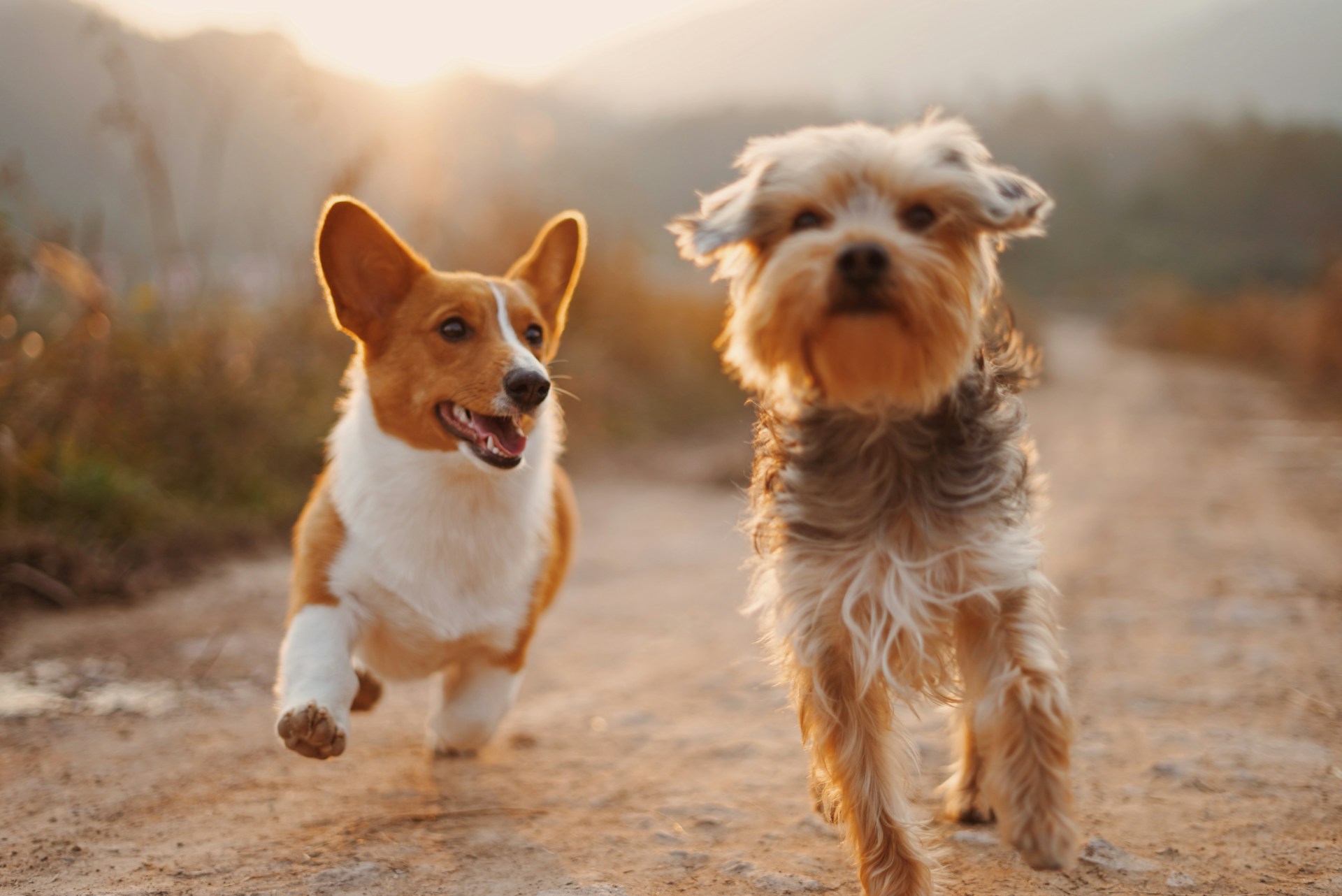 Happy dog running on beach - Never lose your pet again